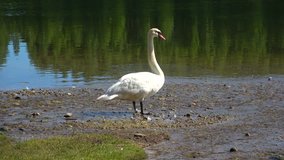 White Swan on the lake. Pskov region, Russia