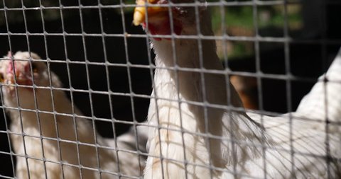 close up chickens hen mass consumption farm behind fence sad animals cruelty free range organic farming chicken
