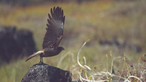 SUPER SLOW MOTION, CLOSE UP, DOF: Beautiful Chimango Caracara bird takes flight into the breathtaking wilderness in Easter Island. Breathtaking shot of majestic brown colored buzzard starting its hunt