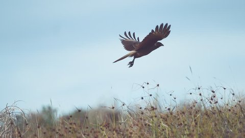 SUPER SLOW MOTION, CLOSE UP, DOF: Large bird of prey takes off a withered bush soars into the clear sky and goes hunting in the Chilean wilderness. Majestic buzzard flies into the endless sunny nature