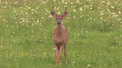 Spooked off deer jumping and running away in field with flowers