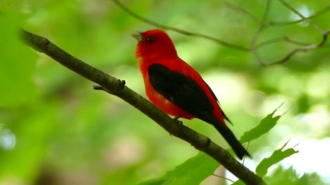 Scarlet Tanager vocalising while perched with bright green surroundings