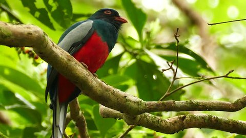 Striking colored Trogon moving its head around in the jungle