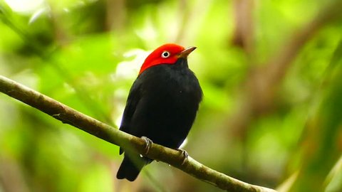 Red-Capped Manakin Ceratopipra Mentalis turning head left and right