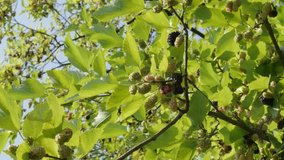 Mulberry (Morus nigra) young fruit 4K footage