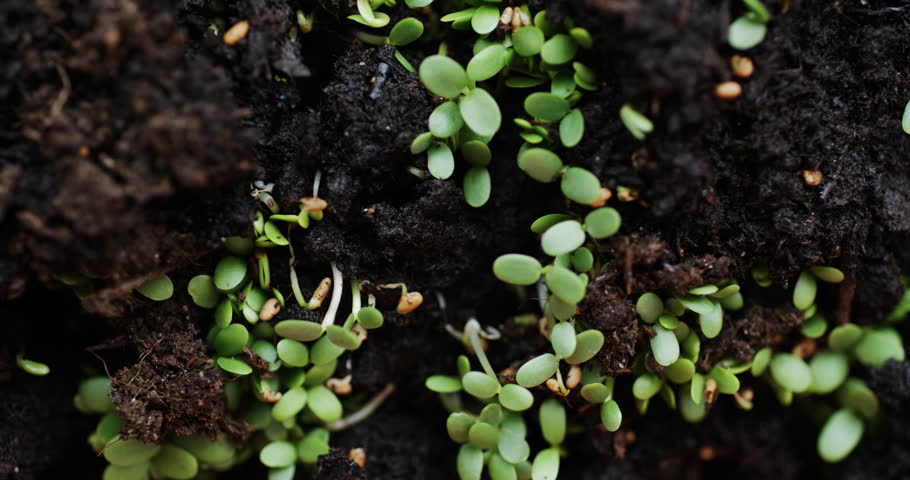 Slide macro shot of fresh seedlings sprouted throughout earth | Shutterstock HD Video #1012534724