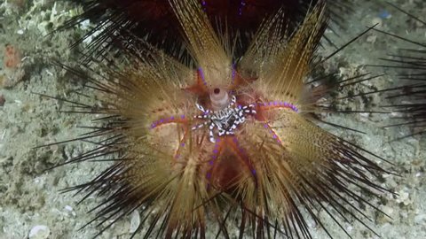 
Zebra Crab (Zebrida adamsii) on Fire Urchin (Astropyga radiata) - Philippines