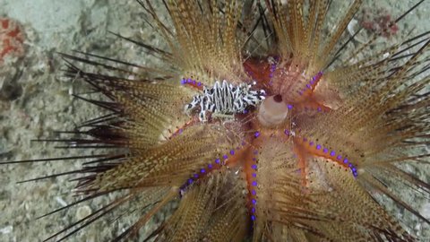 
Zebra Crab (Zebrida adamsii) on Moving Fire Urchin (Astropyga radiata) - Philippines