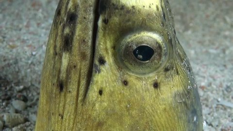 
Black-finned Snake Eel (Ophichthus melanochir) Eye - Macro Shot - Philippines
