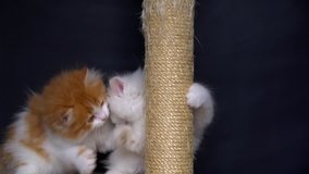 two kittens are played near scratching