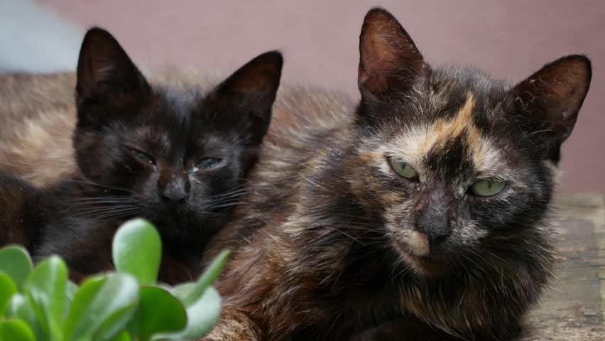 Cat with kittens looking at me