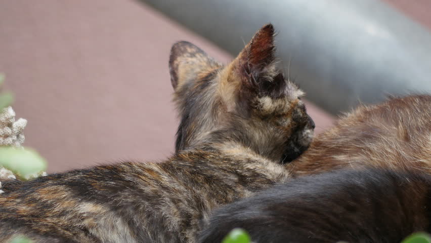 Cat with kittens looking at me
