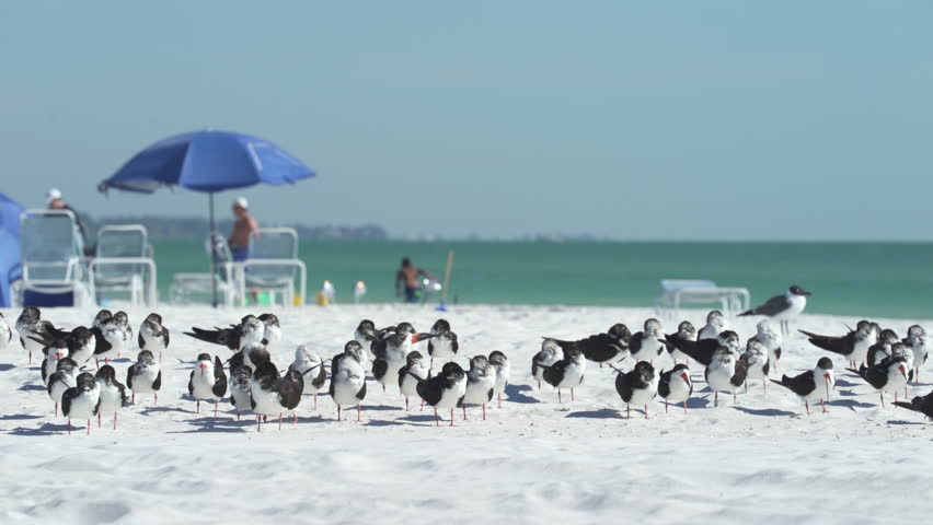 Flock of Black Skimmer birds in a white sandy beach - Siesta Key Beach, Florida