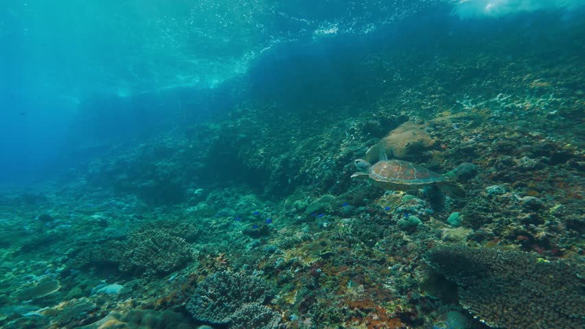 Sea turtle underwaer against colorful reef with ocean waves at surface water | Shutterstock HD Video #1012551458