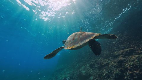 Sea turtle underwaer against colorful reef with ocean waves at surface water