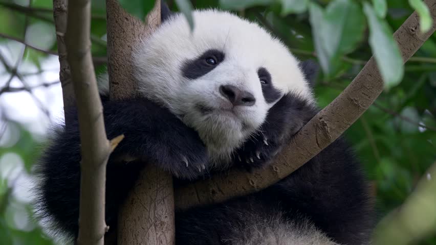 Panda baby bear going to sleep on the tree | Shutterstock HD Video #1012557029