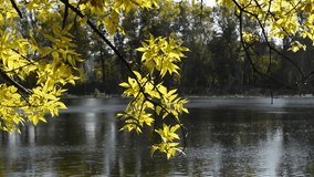 branches of trees with yellow autumn foliage waving in the wind against the background of the water in the river. Autumn season is out of town.
