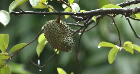 Young Graviola Fruit in Tropical Rain
