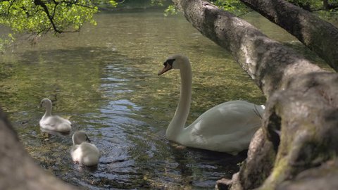 The big swan and two baby swans swim on the river - 4K