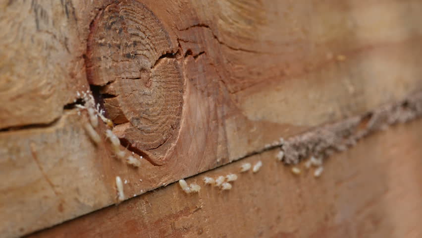 4k Close up shot, macro white ants or termites on decomposing wood. As an enemy of wooden houses as well.
 Royalty-Free Stock Footage #1012565963