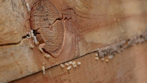4k Close up shot, macro white ants or termites on decomposing wood. As an enemy of wooden houses as well.
