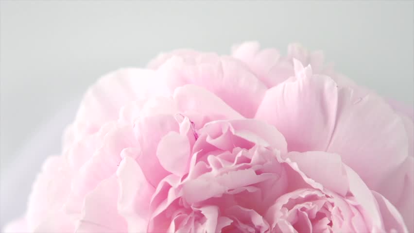 Beautiful pink Peony background. Blooming peony flower rotation, close-up. Wedding backdrop, Valentine's Day concept. Beauty spring romantic rose flower rotated 4K UHD video | Shutterstock HD Video #1012566347