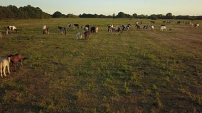 Aerial drone footage of horses in a large field during golden hour.
