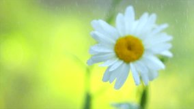 Chamomile flowers field close up with rain drops, watering Daisy flowers. Beautiful nature scene with blooming medical chamomilles. Garden, gardening. Summer flowers. Camomille meadow 4K UHD video