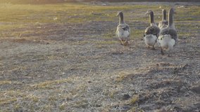 geese walking outdoors in the sunset. slow motion video