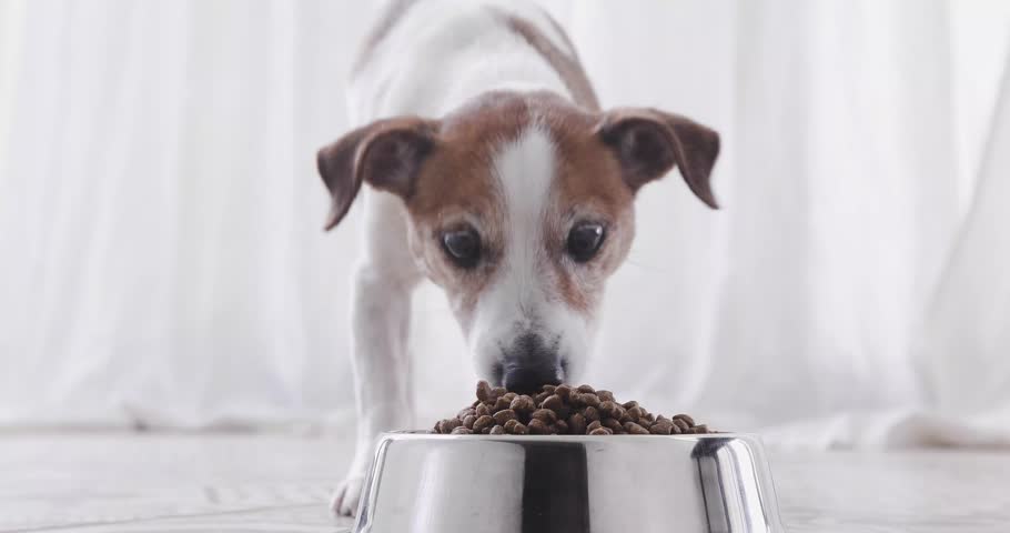 Beautiful Little Dog Eat Food Stock Footage Video (100% Royalty-free ...