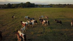 Aerial drone footage of horses in a large field during golden hour.
