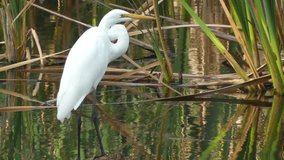 Distibuted across most of the tropical and warmer temperate regions of the world, the Great Egret (Ardea alba) is also known as the common egret, large egret or great white heron.