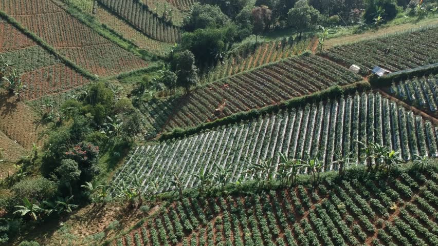Ungraded Aerial Clip of Cultivated Farm Field on a Hill