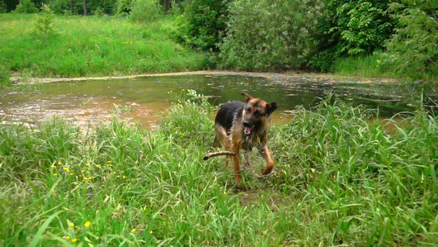 Dog shaking off water, slow motion.