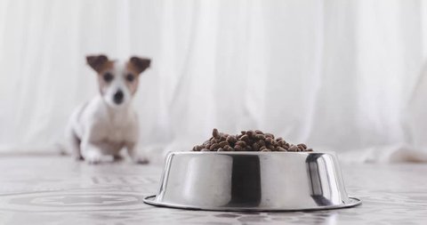 Dog is waiting at the bowl for permission to eat in the defocus, runs up to the stern and eats. Funny young beautiful dog with an appetite quickly eats food in the interior of modern apartment