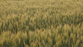 Evening sun over common wheat Triticum aestivum slow motion video