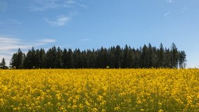 Ultra high definition 4k time lapse movie of white clouds and blue sky over blooming yellow mustard field on a breezy day in Portland Oregon 4096x2304