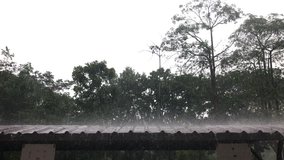 Heavy rain on roof with tree background footage. Heavy shocks concept. Heavy rain in Thailand. Mobile footage.
