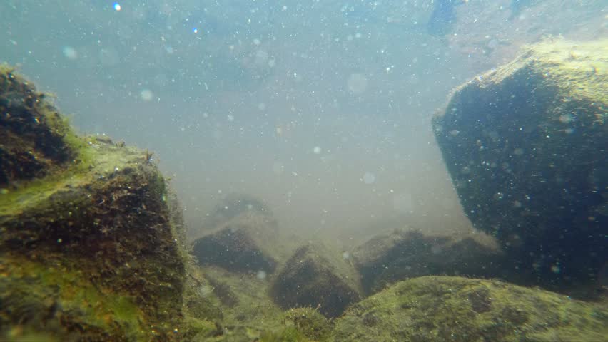 European chub (Squalius cephalus) underwater