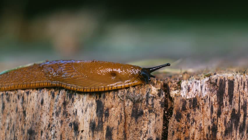 Brown snail in forest, on a tree trunk. Macro shoot of snail.High details and blurred background.