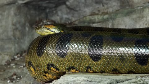 Green anaconda (Eunectes murinus). Big anaconda.