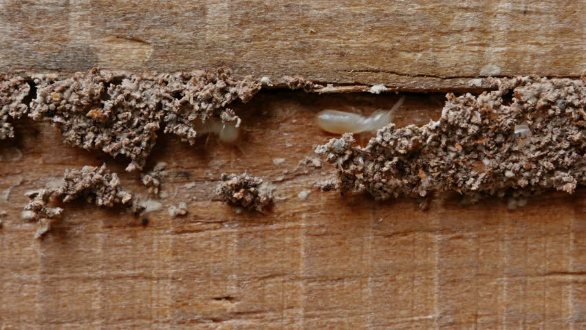 4k Close up shot, macro white ants or termites on decomposing wood. As an enemy of wooden houses as well.
 Royalty-Free Stock Footage #1012591937