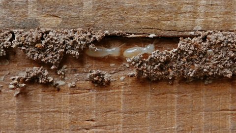 4k Close up shot, macro white ants or termites on decomposing wood. As an enemy of wooden houses as well.
