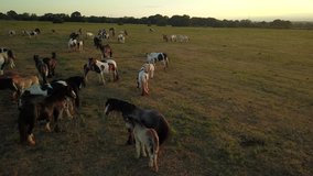 Top down aerial drone image of horses in a green field during a golden hour sunset. - Powered by Shutterstock - Get 15% off with code: PIKWIZARD15