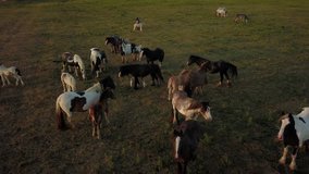Top down aerial drone image of horses in a green field during a golden hour sunset. - Powered by Shutterstock - Get 15% off with code: PIKWIZARD15