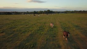 Top down aerial drone image of horses in a green field during a golden hour sunset. - Powered by Shutterstock - Get 15% off with code: PIKWIZARD15