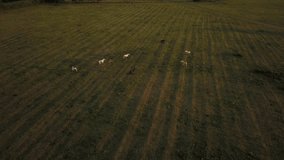 Top down aerial drone image of horses in a green field during a golden hour sunset. - Powered by Shutterstock - Get 15% off with code: PIKWIZARD15