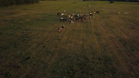 Top down aerial drone image of horses in a green field during a golden hour sunset. - Powered by Shutterstock - Get 15% off with code: PIKWIZARD15