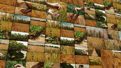 Wheat field, growing and cultivation presented in multiple screens
