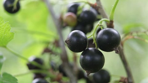 A bush of black ripe currant. A mature ripe berry of black currant on a country plot.